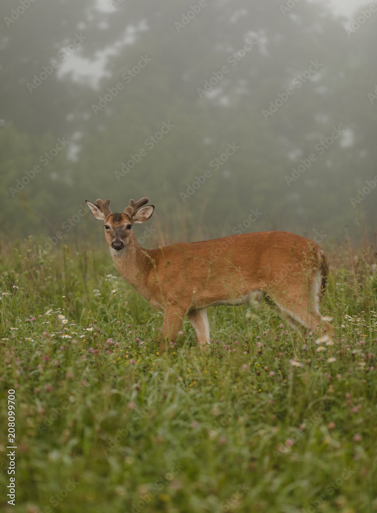 male deer in the morning fog