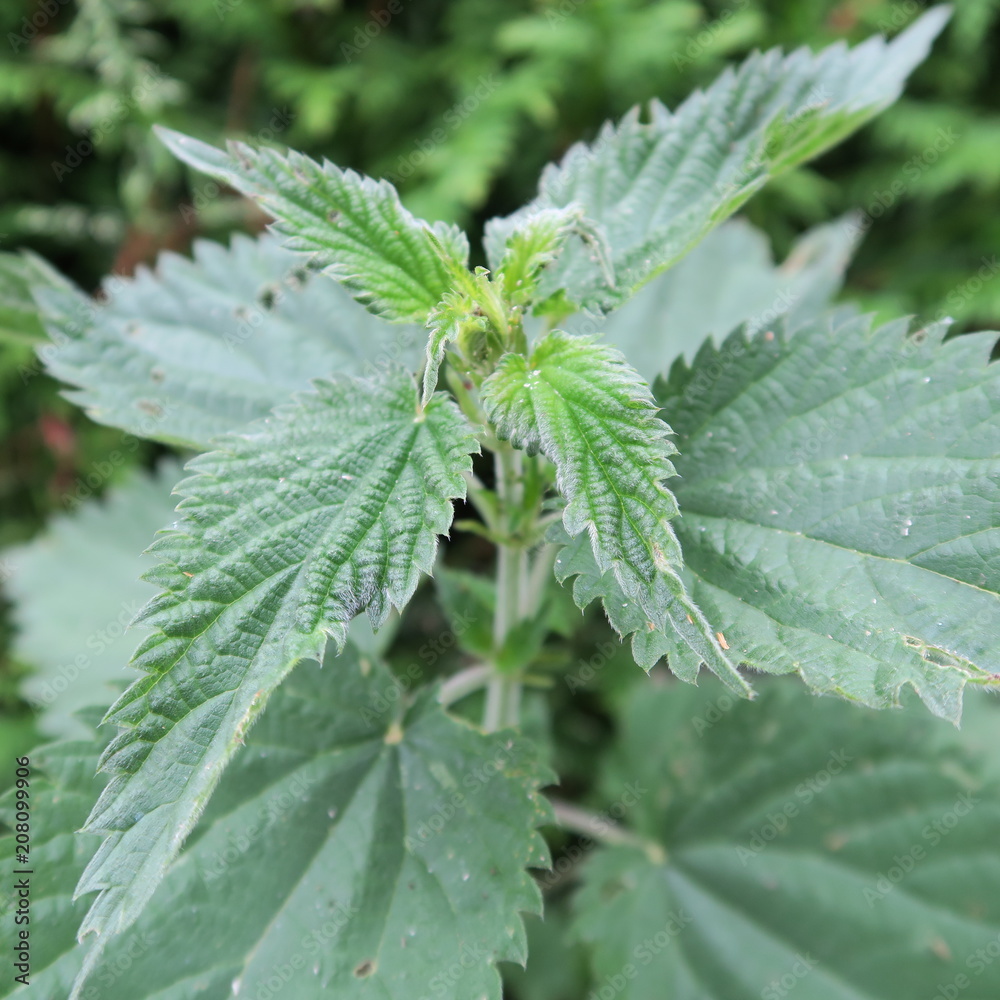 Urtica, nettle, a perennial plant, is often used in natural medicine, nettle tea Urtica, nettle, a perennial plant, is often used in natural medicine, nettle tea
