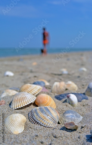 Sea and seashells. A lot of empty shells on the beach, close-up view. © annettbro
