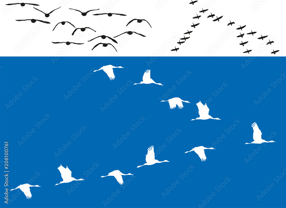 Naklejka premium Oiseaux - Vols de migrateurs
