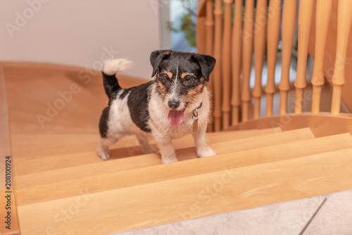 small cute dog runs out of a wooden staircase - Jack Russell Terrier male 3 years old photo