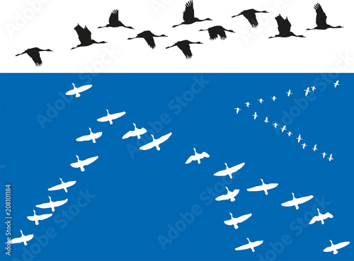 Oiseaux - Vols de migrateurs