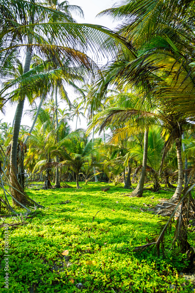 custom made wallpaper toronto digitalbeautiful view on green grass inbetween of palmtrees | Tayrona National Park, Colombia