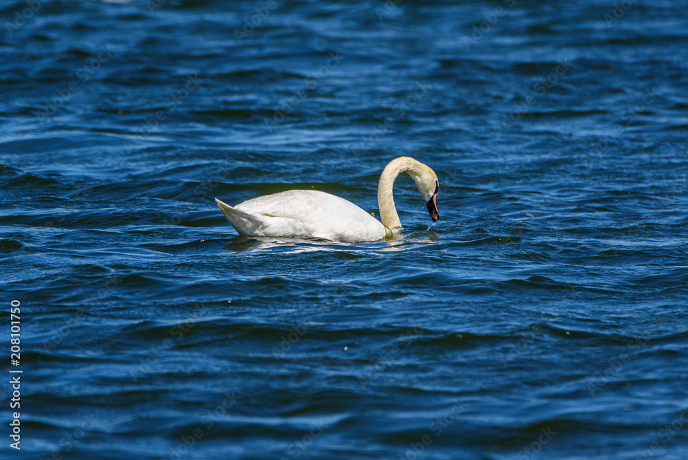 Obraz premium lonely swan swimming in the lake
