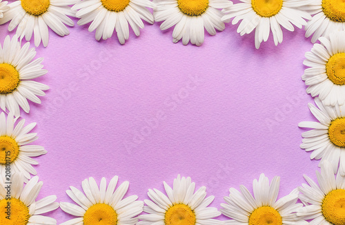 Natural herbal frame. White chamomile flowers on pink, purple paper background. Copy space, top view, violet. © shchus