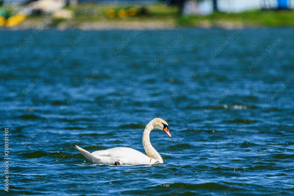 Fototapeta premium lonely swan swimming in the lake