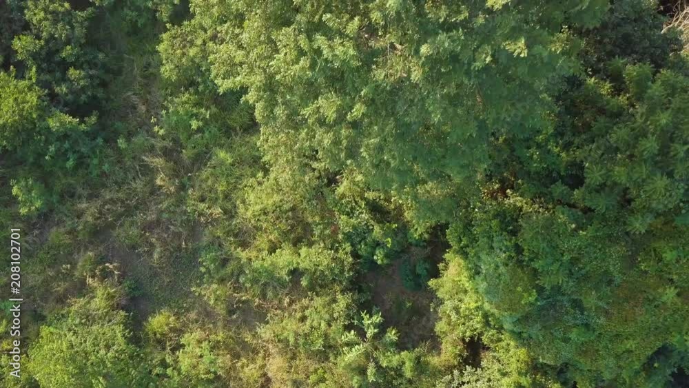 Tropical wild forest. View from the drone