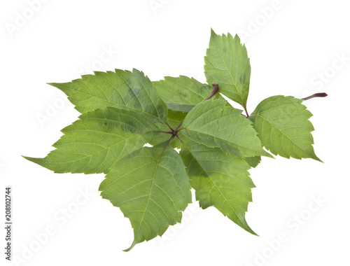 grape leaf isolated on white background