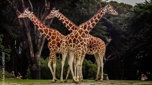 Obraz Trzy żyrafy obok siebie