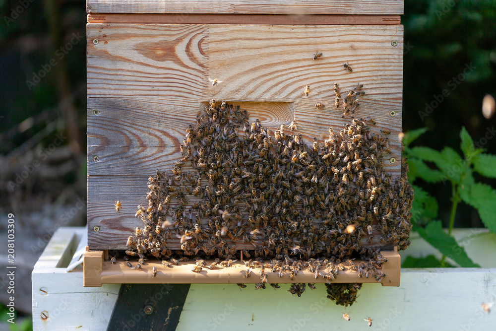 Apiculture - Abeilles faisant Apiculture - Abeilles faisant
