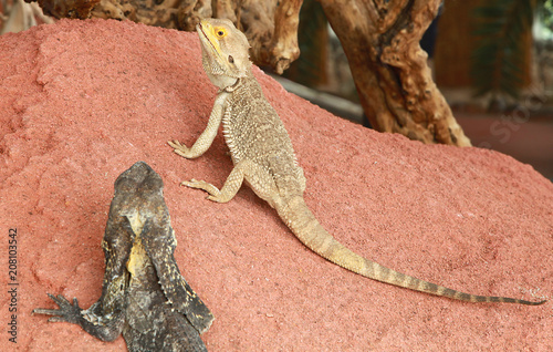 Lézard à collerette et Dragon bardu photo