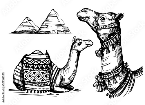 Sketch of camel