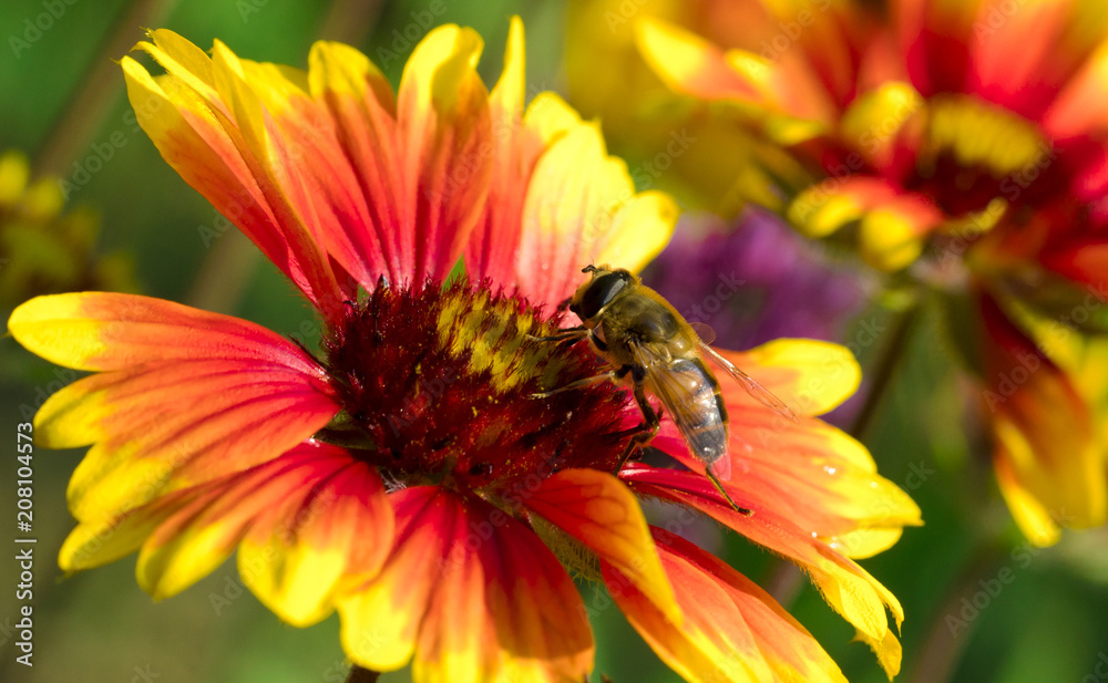 wasp on flower wasp on flower