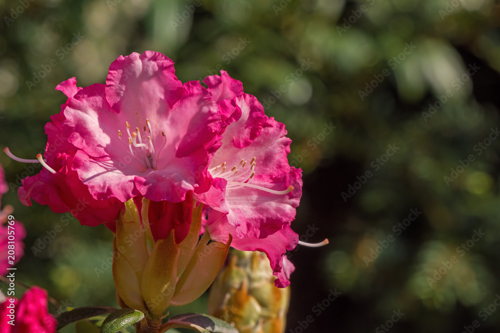 Red rhododendron flower and green background Red rhododendron flower and green background