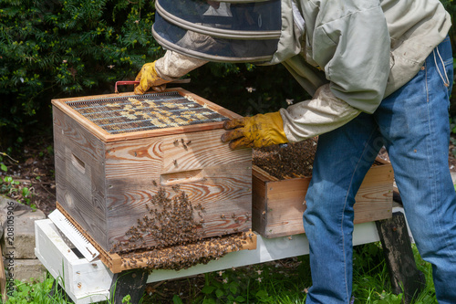 Apiculture - Pose  d'une grille à reine photo