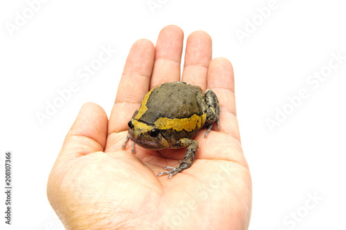 bullfrog on hand.