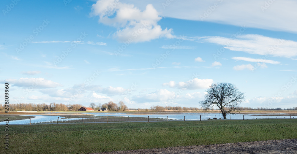 Whimsically shaped tree in the foreground of a flooded polder