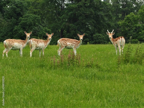 Four fallow deer in a green field looking towards the camera