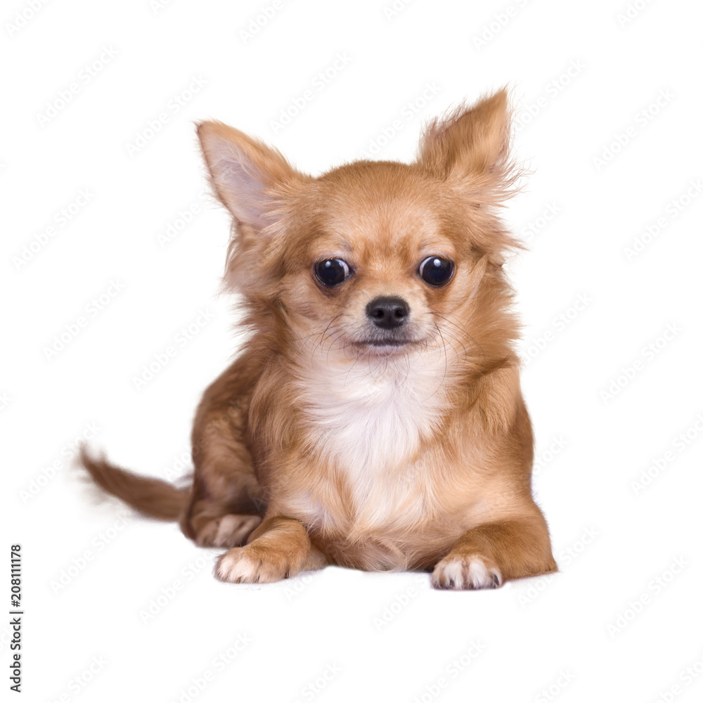 little dog on a white background.