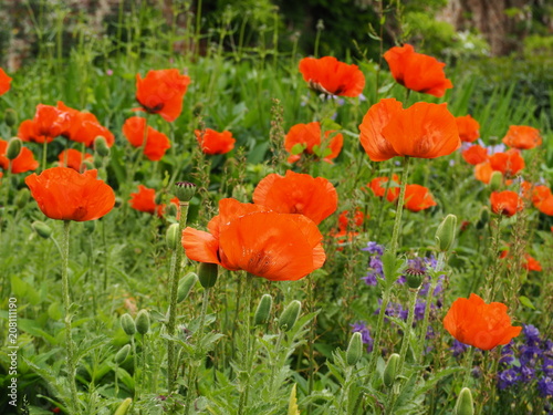 Red poppies flowering in a mixed herbaceous border