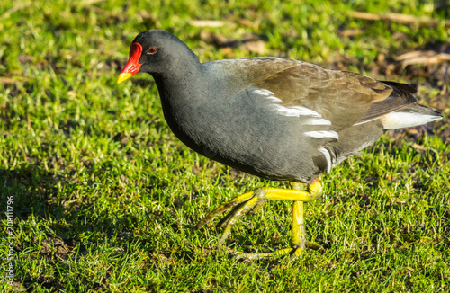 Moorhen - Gallinula