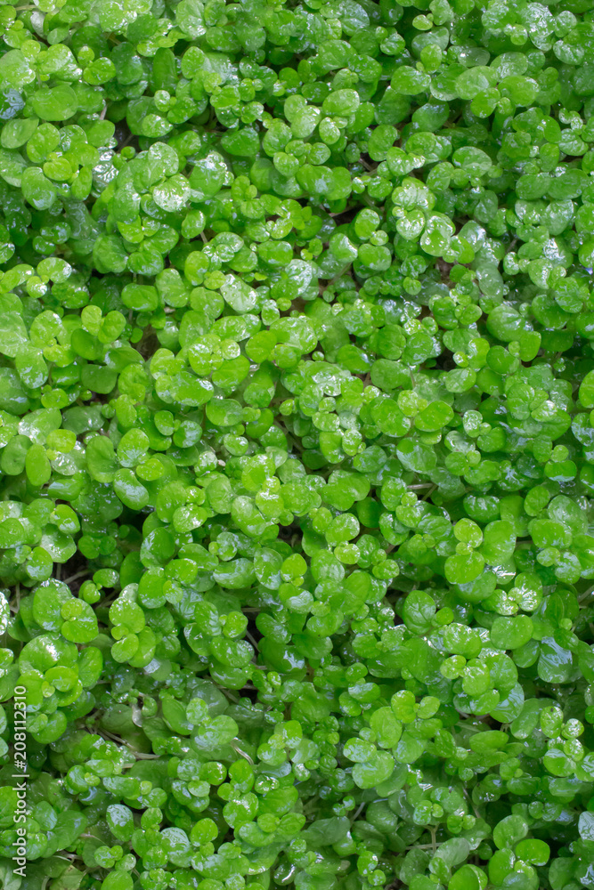 Green living natural small plants herbal carpet with drops of water after the rain