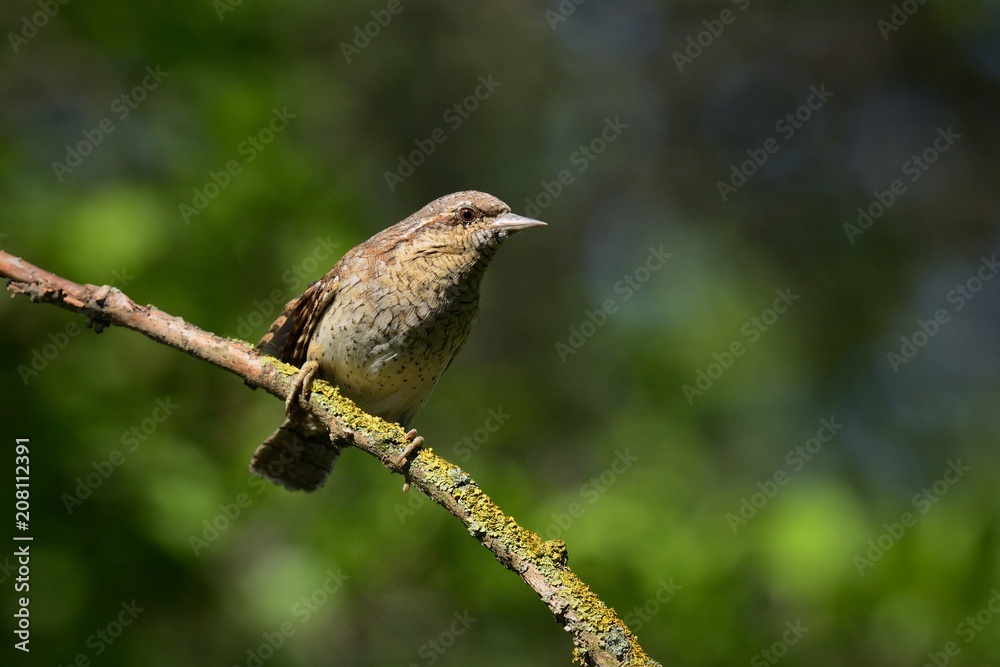 Eurasian Wryneck