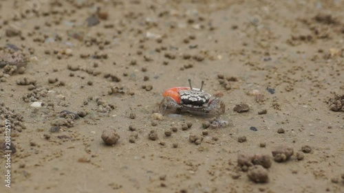color and shape of fiddler crabs male