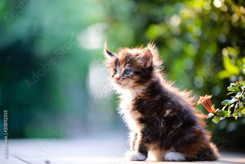 A brown white cat sitting in green garden in daytime lighting