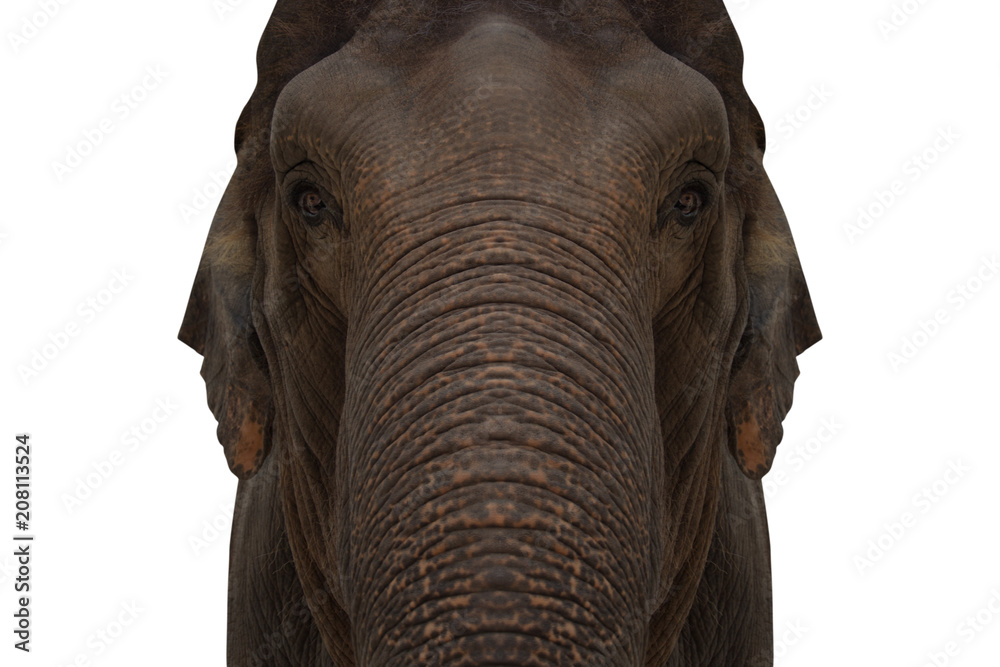 Fototapeta premium elephant isolated on white background - clipping paths