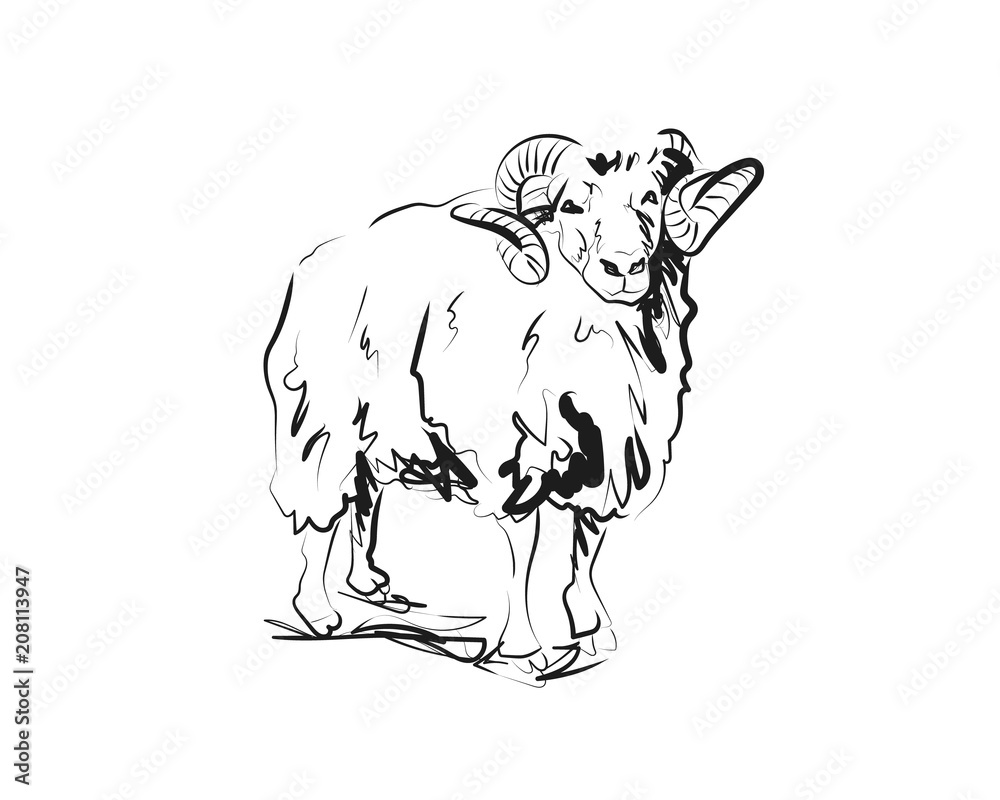 Naklejka premium Vector sketch of ram