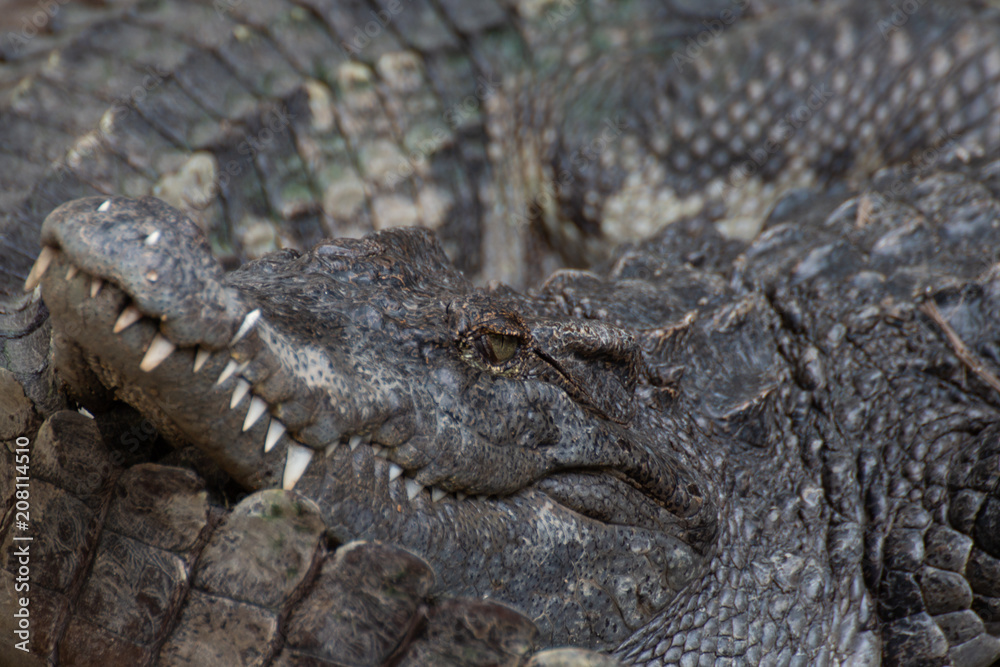 Fototapeta premium closeup of a crocodile