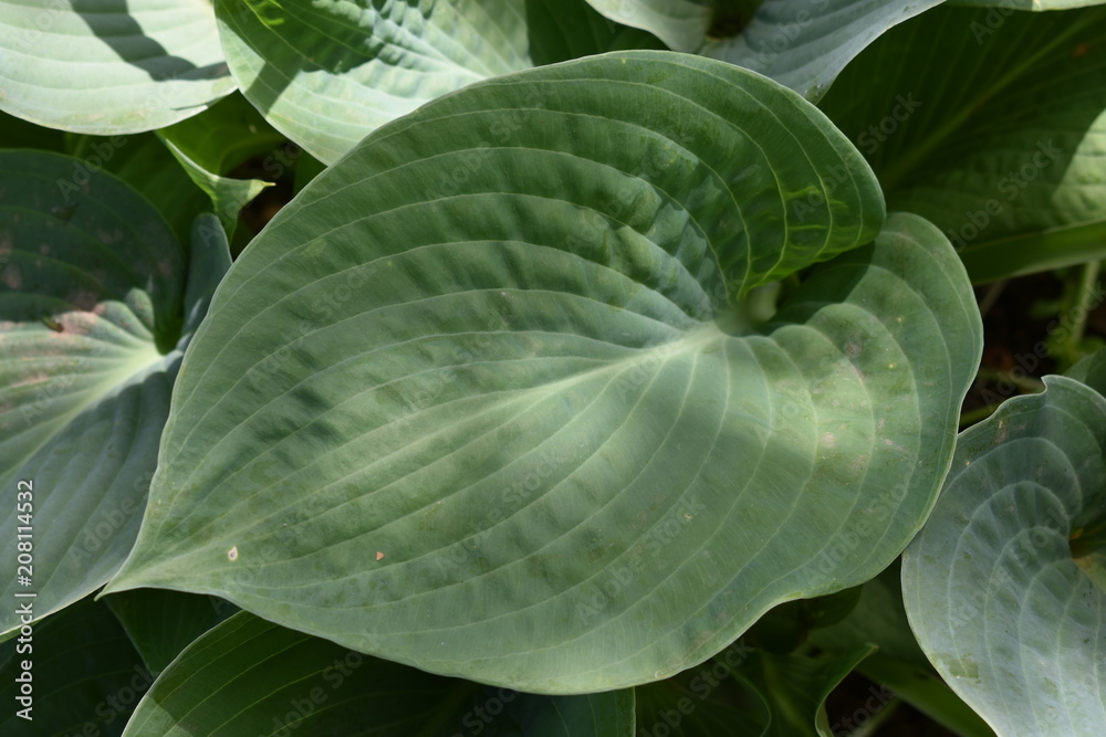 Obraz premium a beautiful decorative plant of a close-up with large green leaves