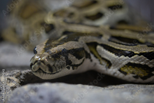close - up of a python snake.