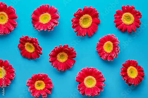 Fototapeta Naklejka Na Ścianę i Meble -  Spring flowers pattern isolated on a blue background. Gerbera daisy flower petals viewed directly from above. Top view