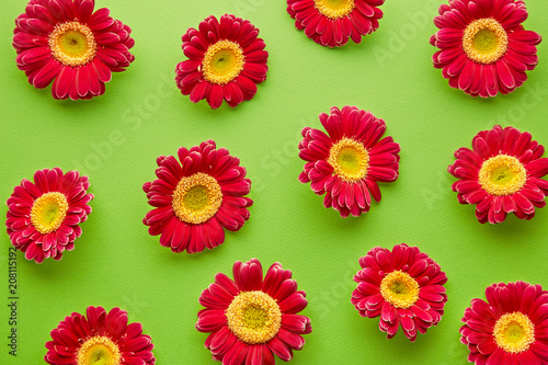 Spring flowers pattern isolated on a green background. Gerbera daisy flower petals viewed directly from above. Top view