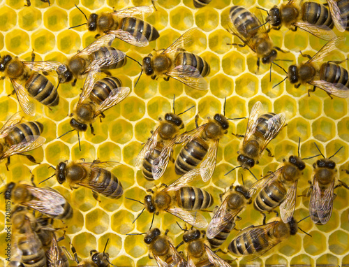Bees build honeycombs. Work in a team. © The physicist