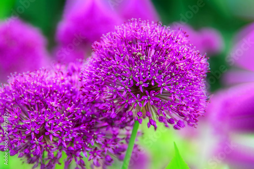 Globe-like flower-heads vibrant purple flower Onion Allium, garden, nature, spring. . photo