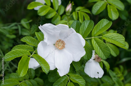 rosa rugosa alba bianca in fioritura photo