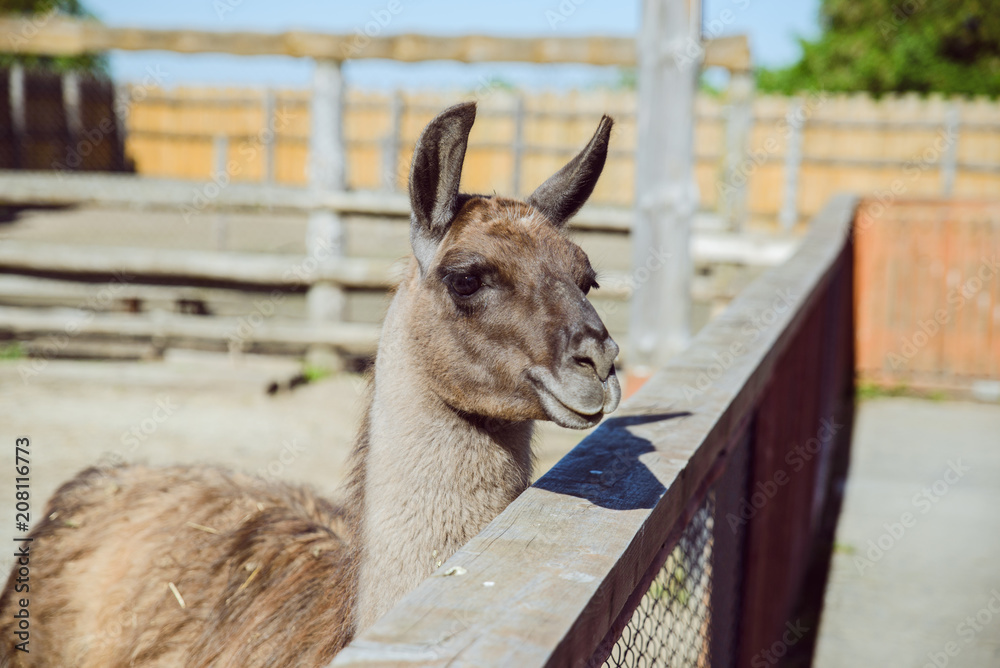 Naklejka premium lama at zoo close up. sunny day