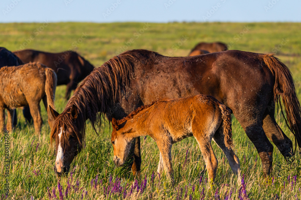 Wild horses graze in the meadow at sunset Wild horses graze in the meadow at sunset
