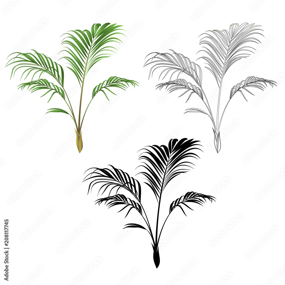 Obraz premium Palm decoration house plant tropical plant natural and outline and silhouette vintage vector illustration editable hand drawn