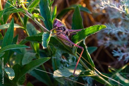 Wart-biter or Decticus verrucivorus on sunset photo