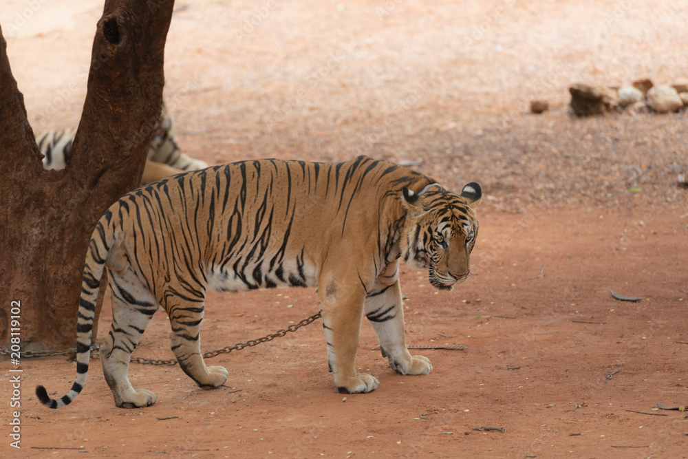 Obraz premium Royal Tiger laying Chained on Stage for the Safety of Tourists in the open zoo.