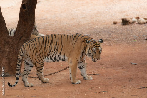 Royal Tiger laying Chained on Stage for the Safety of Tourists in the open zoo.