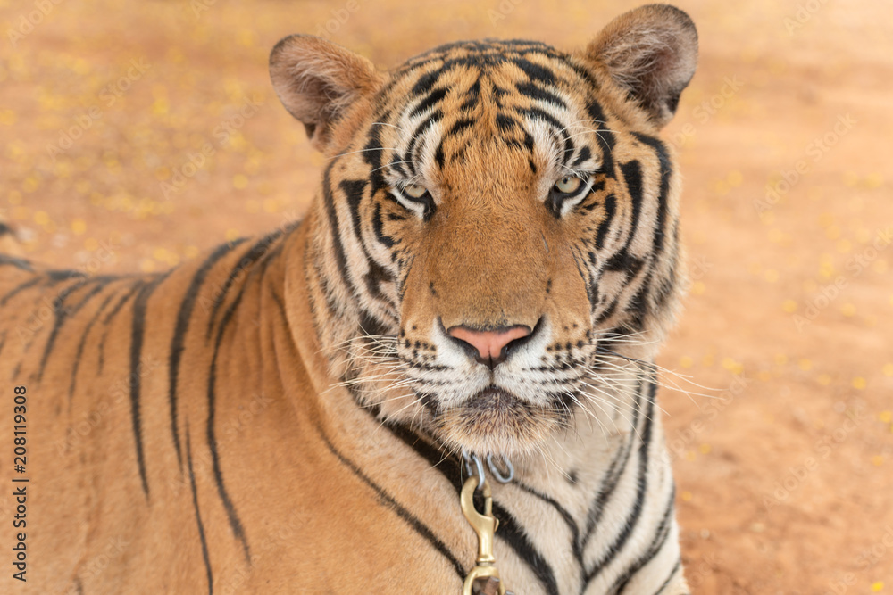 Obraz premium Royal Tiger laying Chained on Stage for the Safety of Tourists in the open zoo.
