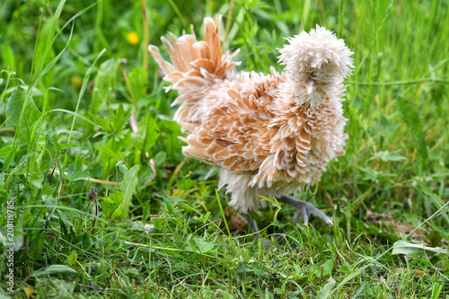 Ein gestrupptes Zwergpaduaner Huhn am 21. Mai 2018 auf einer Wiese.