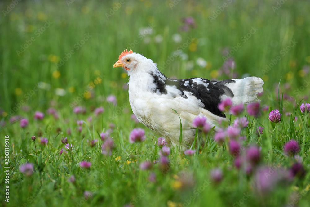 Ein Dänisches Leghorn Huhn am 21. Mai 2018 auf einer Wiese. Ein Dänisches Leghorn Huhn am 21. Mai 2018 auf einer Wiese.