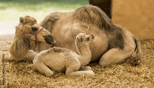 Young camel with mother in the stable (Camelidae) photo