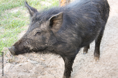 wild boar on the eco farm photo